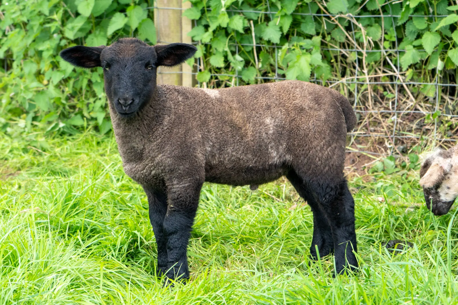 A dark brown lamb stands on green grass with a wire fence and leafy plants in the background. Another lambs head is partially visible on the right.